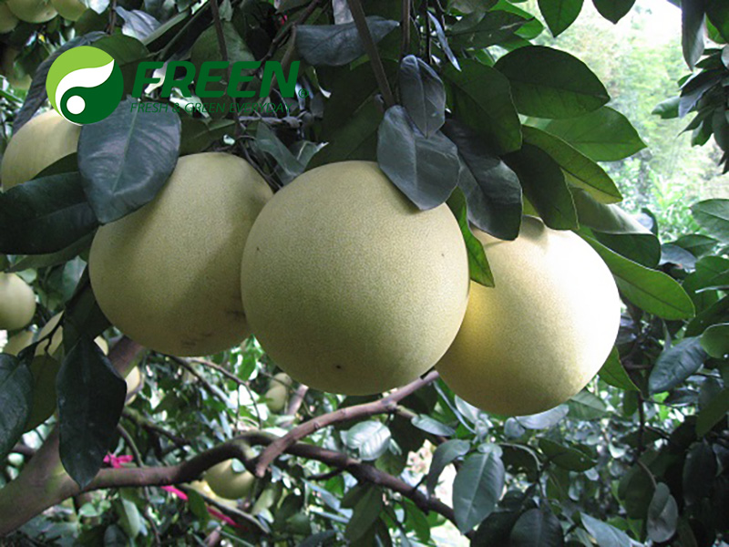 1706064829685926.jpg 柚子01.JPG